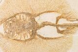 Rare, Fossil Stingray (Heliobatis) - Wyoming #161370-3
